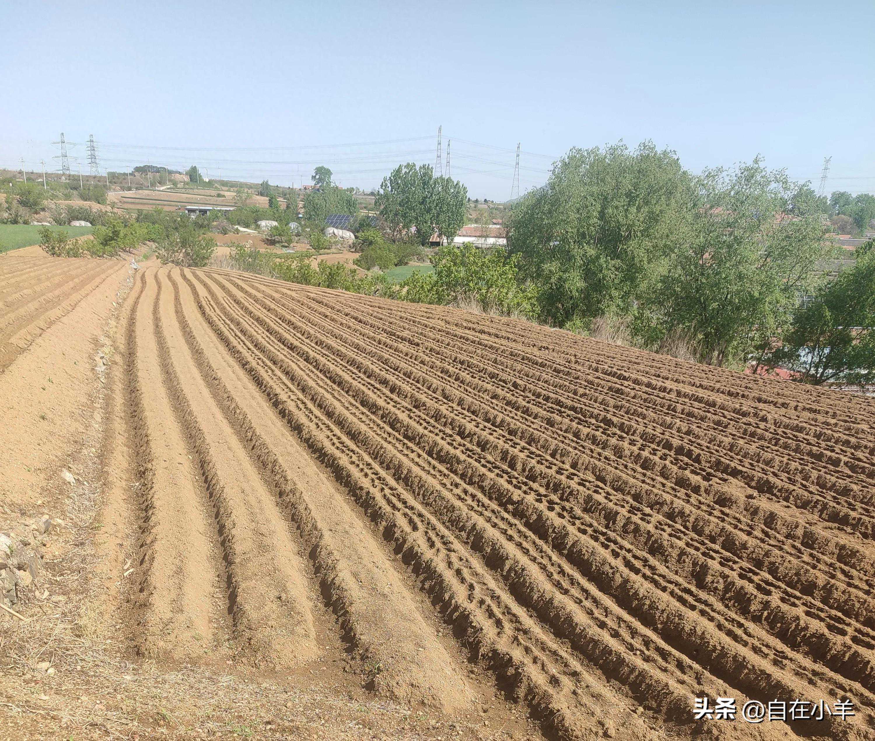 一场及时雨以后，公爹一声令下，我们都得请假回老家