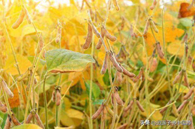 中农科院研究所克隆出抗大豆锈病基因：为大豆育种注入“中国芯”