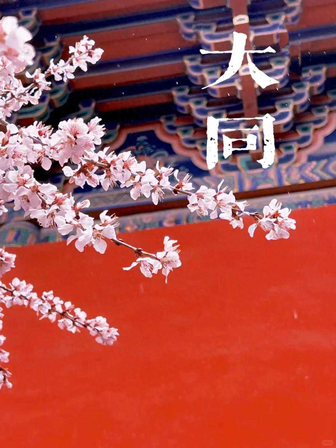 快来分享大同春日的绝美花海！“最美海棠花海”——晒晒我的随手拍正式启动~